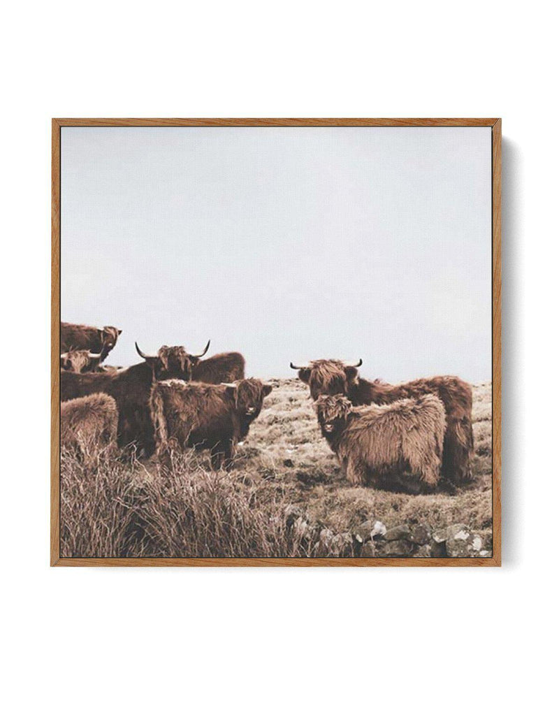 Highlander Herd SQ | Framed Canvas-CANVAS-You can shop wall art online with Olive et Oriel for everything from abstract art to fun kids wall art. Our beautiful modern art prints and canvas art are available from large canvas prints to wall art paintings and our proudly Australian artwork collection offers only the highest quality framed large wall art and canvas art Australia - You can buy fashion photography prints or Hampton print posters and paintings on canvas from Olive et Oriel and have th