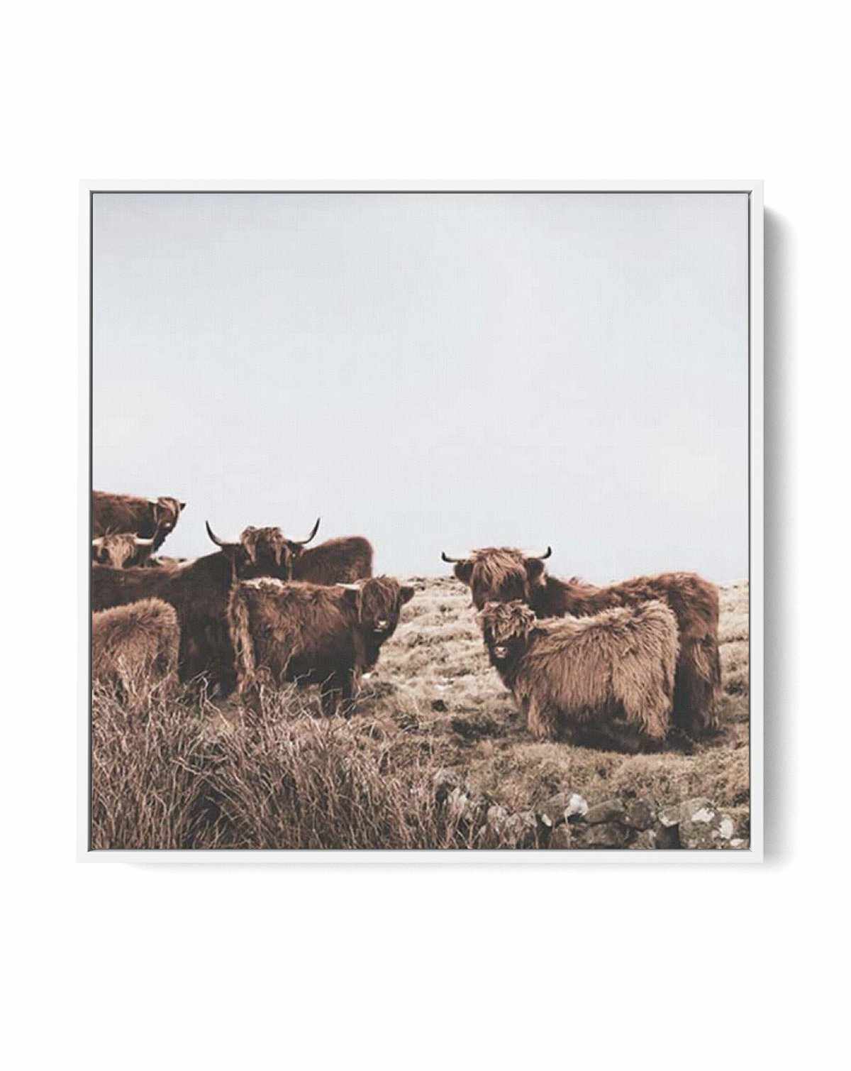 Highlander Herd SQ | Framed Canvas-CANVAS-You can shop wall art online with Olive et Oriel for everything from abstract art to fun kids wall art. Our beautiful modern art prints and canvas art are available from large canvas prints to wall art paintings and our proudly Australian artwork collection offers only the highest quality framed large wall art and canvas art Australia - You can buy fashion photography prints or Hampton print posters and paintings on canvas from Olive et Oriel and have th