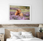 Highlander in the Meadow Art Print-PRINT-Olive et Oriel-Olive et Oriel-Buy-Australian-Art-Prints-Online-with-Olive-et-Oriel-Your-Artwork-Specialists-Austrailia-Decorate-With-Coastal-Photo-Wall-Art-Prints-From-Our-Beach-House-Artwork-Collection-Fine-Poster-and-Framed-Artwork
