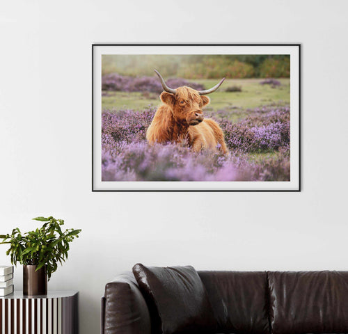 Highlander in the Meadow Art Print-PRINT-Olive et Oriel-Olive et Oriel-Buy-Australian-Art-Prints-Online-with-Olive-et-Oriel-Your-Artwork-Specialists-Austrailia-Decorate-With-Coastal-Photo-Wall-Art-Prints-From-Our-Beach-House-Artwork-Collection-Fine-Poster-and-Framed-Artwork