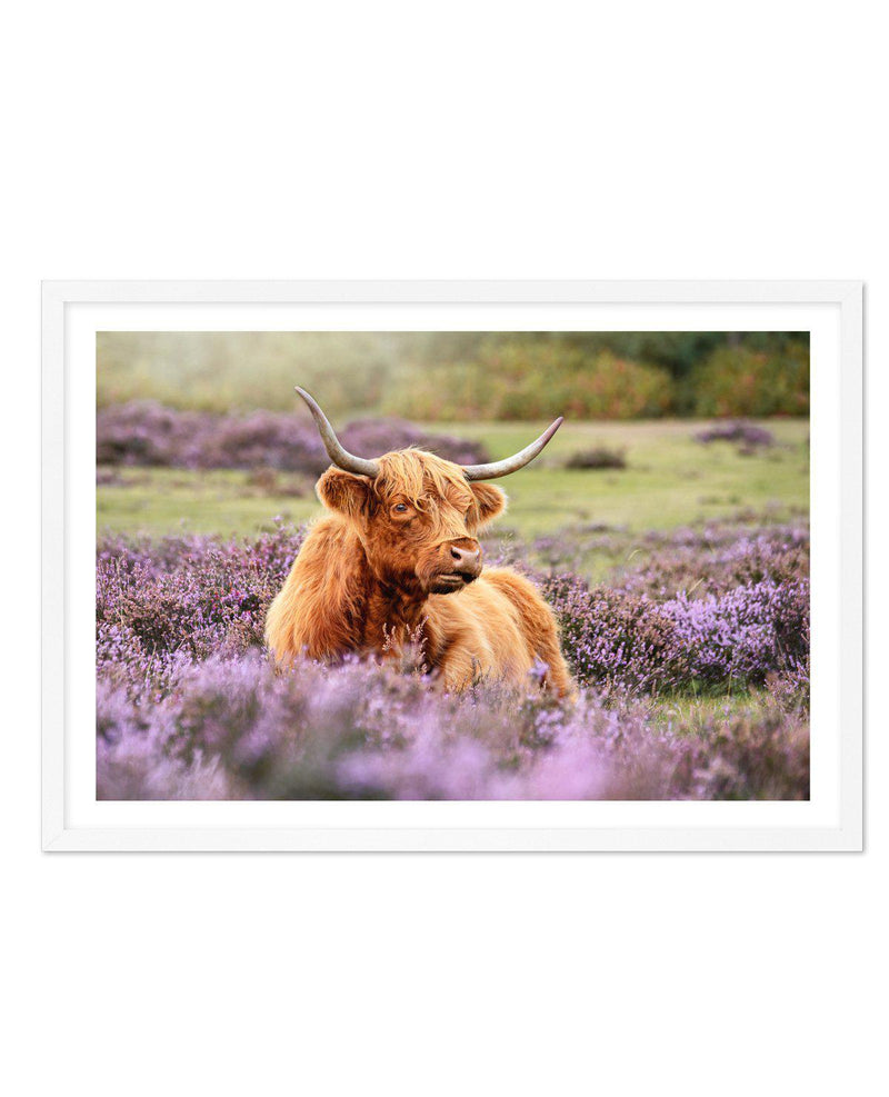 Highlander in the Meadow Art Print-PRINT-Olive et Oriel-Olive et Oriel-A5 | 5.8" x 8.3" | 14.8 x 21cm-White-With White Border-Buy-Australian-Art-Prints-Online-with-Olive-et-Oriel-Your-Artwork-Specialists-Austrailia-Decorate-With-Coastal-Photo-Wall-Art-Prints-From-Our-Beach-House-Artwork-Collection-Fine-Poster-and-Framed-Artwork