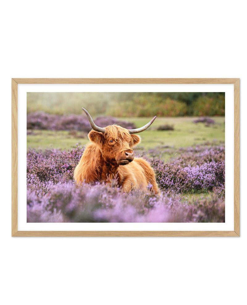 Highlander in the Meadow Art Print-PRINT-Olive et Oriel-Olive et Oriel-A5 | 5.8" x 8.3" | 14.8 x 21cm-Oak-With White Border-Buy-Australian-Art-Prints-Online-with-Olive-et-Oriel-Your-Artwork-Specialists-Austrailia-Decorate-With-Coastal-Photo-Wall-Art-Prints-From-Our-Beach-House-Artwork-Collection-Fine-Poster-and-Framed-Artwork