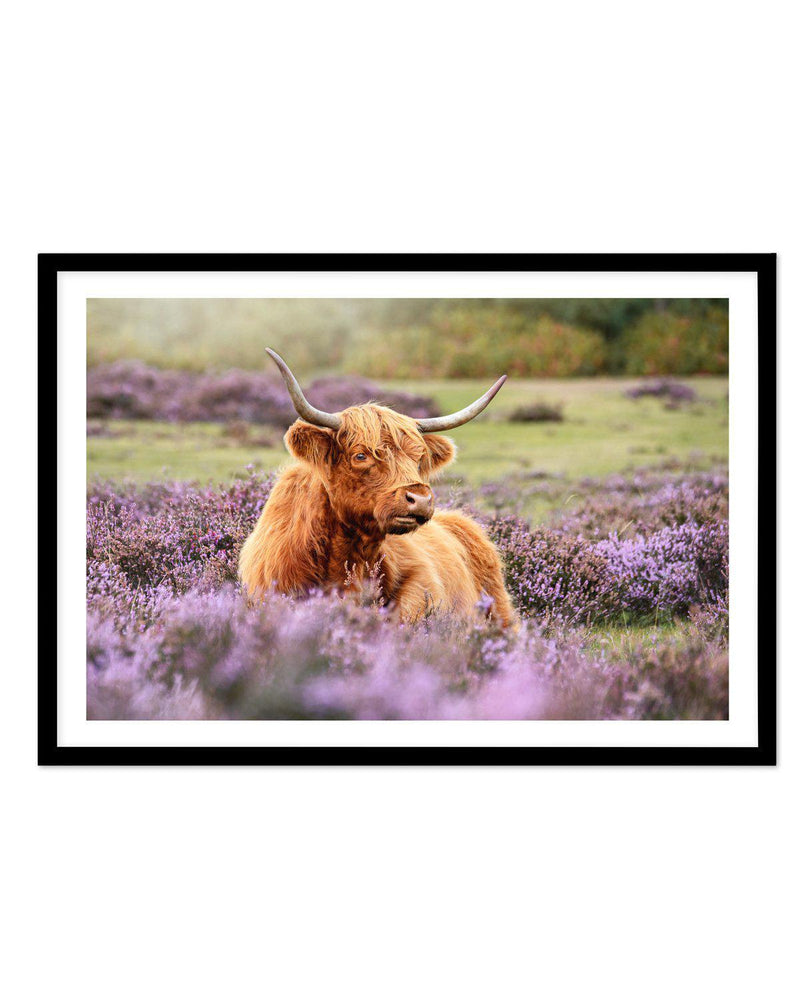 Highlander in the Meadow Art Print-PRINT-Olive et Oriel-Olive et Oriel-A5 | 5.8" x 8.3" | 14.8 x 21cm-Black-With White Border-Buy-Australian-Art-Prints-Online-with-Olive-et-Oriel-Your-Artwork-Specialists-Austrailia-Decorate-With-Coastal-Photo-Wall-Art-Prints-From-Our-Beach-House-Artwork-Collection-Fine-Poster-and-Framed-Artwork