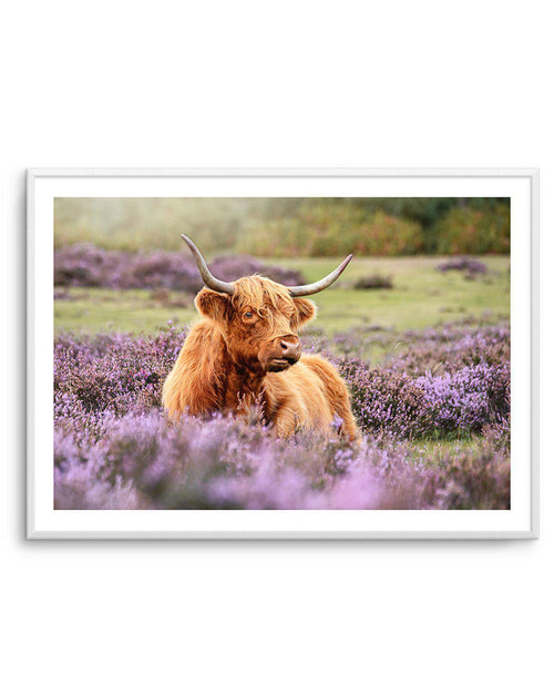Highlander in the Meadow Art Print-PRINT-Olive et Oriel-Olive et Oriel-A5 | 5.8" x 8.3" | 14.8 x 21cm-Unframed Art Print-With White Border-Buy-Australian-Art-Prints-Online-with-Olive-et-Oriel-Your-Artwork-Specialists-Austrailia-Decorate-With-Coastal-Photo-Wall-Art-Prints-From-Our-Beach-House-Artwork-Collection-Fine-Poster-and-Framed-Artwork