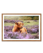 Highlander in the Meadow Art Print-PRINT-Olive et Oriel-Olive et Oriel-50x70 cm | 19.6" x 27.5"-Walnut-With White Border-Buy-Australian-Art-Prints-Online-with-Olive-et-Oriel-Your-Artwork-Specialists-Austrailia-Decorate-With-Coastal-Photo-Wall-Art-Prints-From-Our-Beach-House-Artwork-Collection-Fine-Poster-and-Framed-Artwork