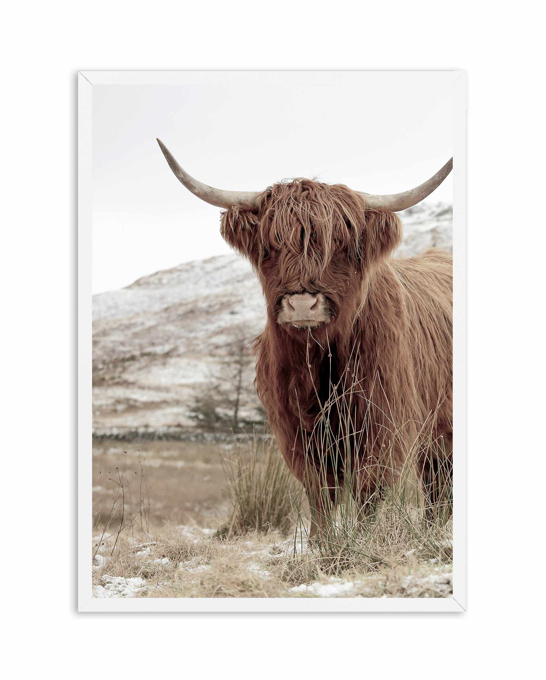 Highlander | PT Art Print-PRINT-Olive et Oriel-Olive et Oriel-A5 | 5.8" x 8.3" | 14.8 x 21cm-White-With White Border-Buy-Australian-Art-Prints-Online-with-Olive-et-Oriel-Your-Artwork-Specialists-Austrailia-Decorate-With-Coastal-Photo-Wall-Art-Prints-From-Our-Beach-House-Artwork-Collection-Fine-Poster-and-Framed-Artwork