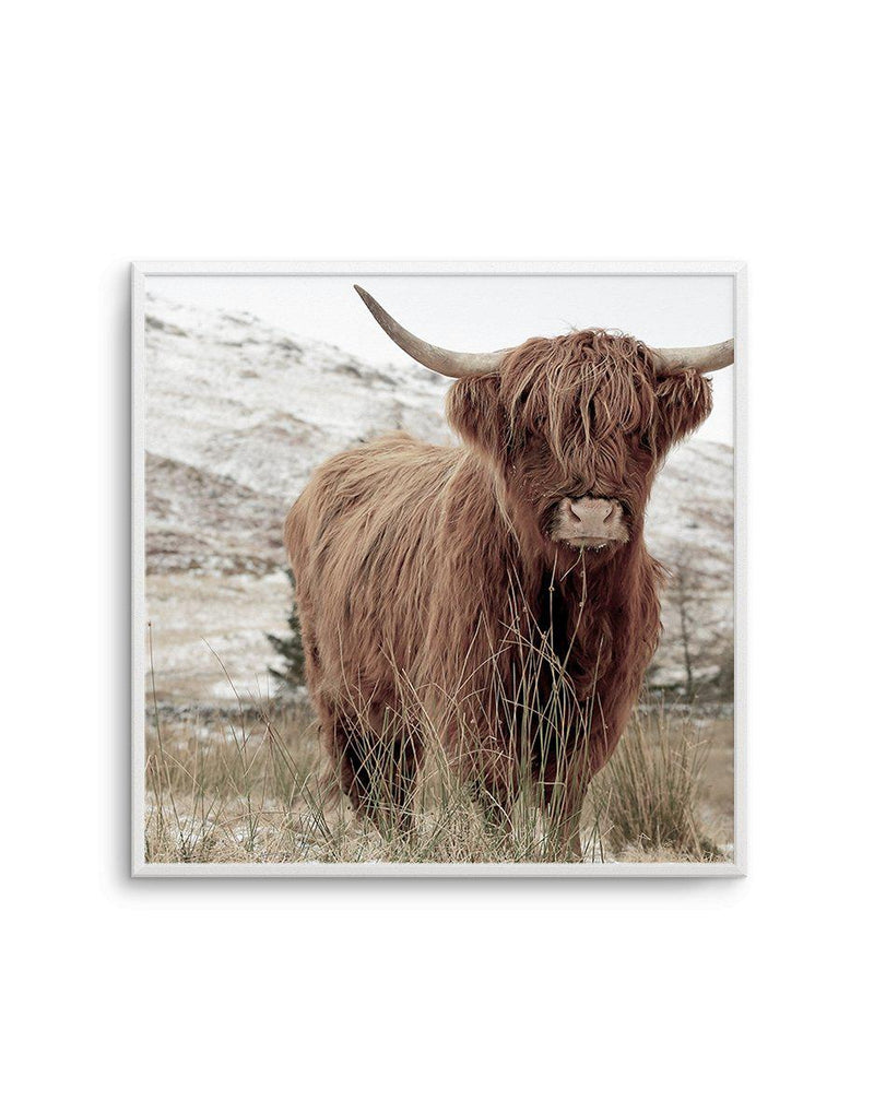 Highlander | SQ Art Print-PRINT-Olive et Oriel-Olive et Oriel-Buy-Australian-Art-Prints-Online-with-Olive-et-Oriel-Your-Artwork-Specialists-Austrailia-Decorate-With-Coastal-Photo-Wall-Art-Prints-From-Our-Beach-House-Artwork-Collection-Fine-Poster-and-Framed-Artwork