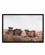 Highlander Herd | LS Art Print-PRINT-Olive et Oriel-Olive et Oriel-A5 | 5.8" x 8.3" | 14.8 x 21cm-Black-With White Border-Buy-Australian-Art-Prints-Online-with-Olive-et-Oriel-Your-Artwork-Specialists-Austrailia-Decorate-With-Coastal-Photo-Wall-Art-Prints-From-Our-Beach-House-Artwork-Collection-Fine-Poster-and-Framed-Artwork