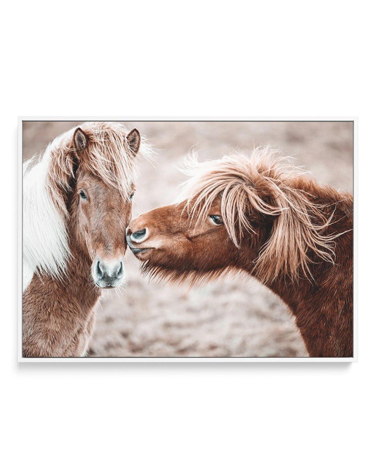 Horse Kisses | Framed Canvas-CANVAS-You can shop wall art online with Olive et Oriel for everything from abstract art to fun kids wall art. Our beautiful modern art prints and canvas art are available from large canvas prints to wall art paintings and our proudly Australian artwork collection offers only the highest quality framed large wall art and canvas art Australia - You can buy fashion photography prints or Hampton print posters and paintings on canvas from Olive et Oriel and have them del