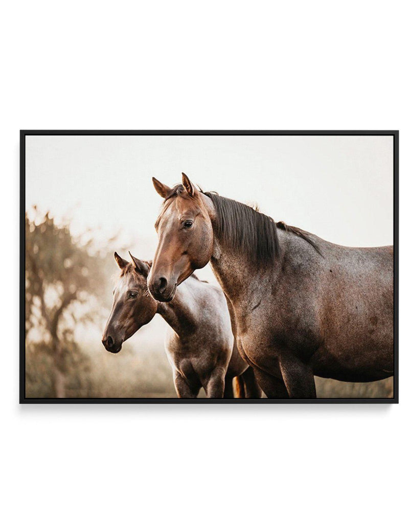 Horses in the Mist | Framed Canvas-CANVAS-You can shop wall art online with Olive et Oriel for everything from abstract art to fun kids wall art. Our beautiful modern art prints and canvas art are available from large canvas prints to wall art paintings and our proudly Australian artwork collection offers only the highest quality framed large wall art and canvas art Australia - You can buy fashion photography prints or Hampton print posters and paintings on canvas from Olive et Oriel and have th