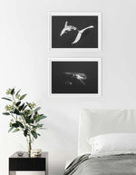 Humpback Whales I Art Print-PRINT-Olive et Oriel-Olive et Oriel-Buy-Australian-Art-Prints-Online-with-Olive-et-Oriel-Your-Artwork-Specialists-Austrailia-Decorate-With-Coastal-Photo-Wall-Art-Prints-From-Our-Beach-House-Artwork-Collection-Fine-Poster-and-Framed-Artwork