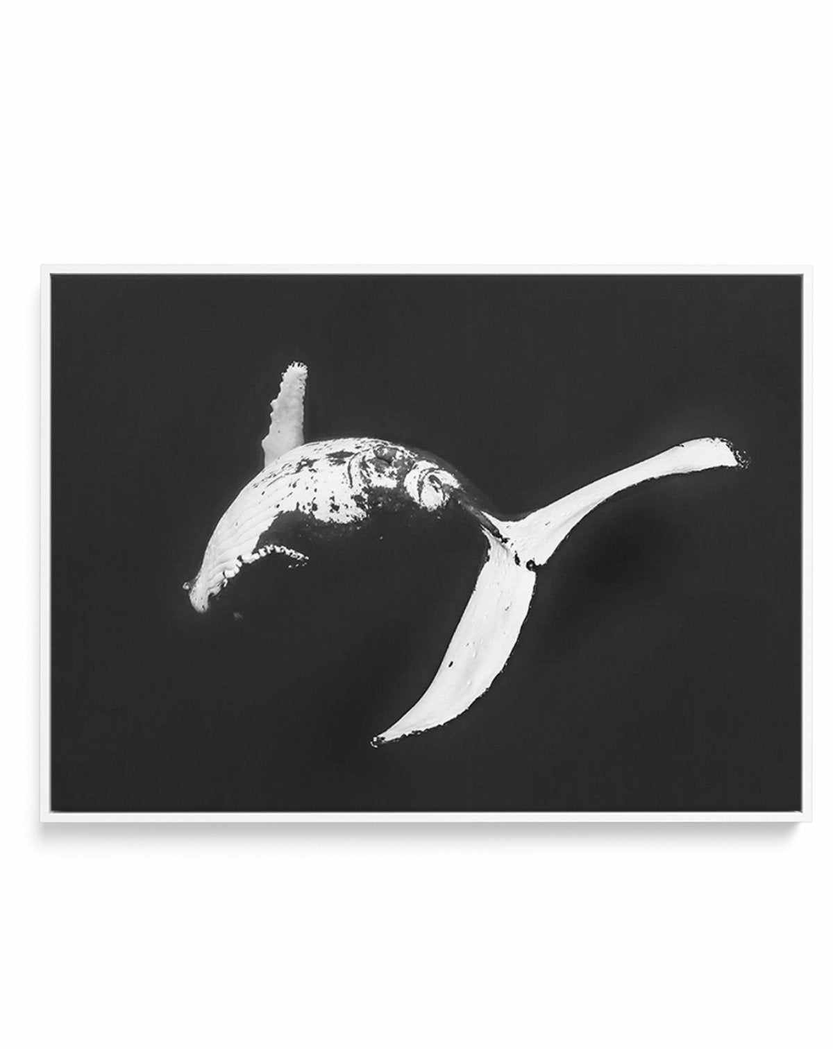 Humpback Whales I | Framed Canvas-CANVAS-You can shop wall art online with Olive et Oriel for everything from abstract art to fun kids wall art. Our beautiful modern art prints and canvas art are available from large canvas prints to wall art paintings and our proudly Australian artwork collection offers only the highest quality framed large wall art and canvas art Australia - You can buy fashion photography prints or Hampton print posters and paintings on canvas from Olive et Oriel and have the