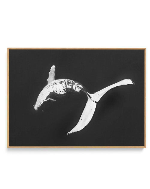 Humpback Whales I | Framed Canvas-CANVAS-You can shop wall art online with Olive et Oriel for everything from abstract art to fun kids wall art. Our beautiful modern art prints and canvas art are available from large canvas prints to wall art paintings and our proudly Australian artwork collection offers only the highest quality framed large wall art and canvas art Australia - You can buy fashion photography prints or Hampton print posters and paintings on canvas from Olive et Oriel and have the