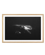 Humpback Whales II Art Print-PRINT-Olive et Oriel-Olive et Oriel-A5 | 5.8" x 8.3" | 14.8 x 21cm-Oak-With White Border-Buy-Australian-Art-Prints-Online-with-Olive-et-Oriel-Your-Artwork-Specialists-Austrailia-Decorate-With-Coastal-Photo-Wall-Art-Prints-From-Our-Beach-House-Artwork-Collection-Fine-Poster-and-Framed-Artwork