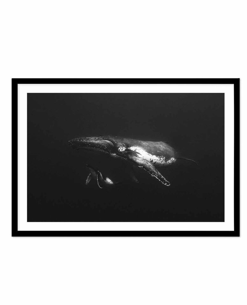Humpback Whales II Art Print-PRINT-Olive et Oriel-Olive et Oriel-A5 | 5.8" x 8.3" | 14.8 x 21cm-Black-With White Border-Buy-Australian-Art-Prints-Online-with-Olive-et-Oriel-Your-Artwork-Specialists-Austrailia-Decorate-With-Coastal-Photo-Wall-Art-Prints-From-Our-Beach-House-Artwork-Collection-Fine-Poster-and-Framed-Artwork