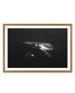 Humpback Whales II Art Print-PRINT-Olive et Oriel-Olive et Oriel-50x70 cm | 19.6" x 27.5"-Walnut-With White Border-Buy-Australian-Art-Prints-Online-with-Olive-et-Oriel-Your-Artwork-Specialists-Austrailia-Decorate-With-Coastal-Photo-Wall-Art-Prints-From-Our-Beach-House-Artwork-Collection-Fine-Poster-and-Framed-Artwork