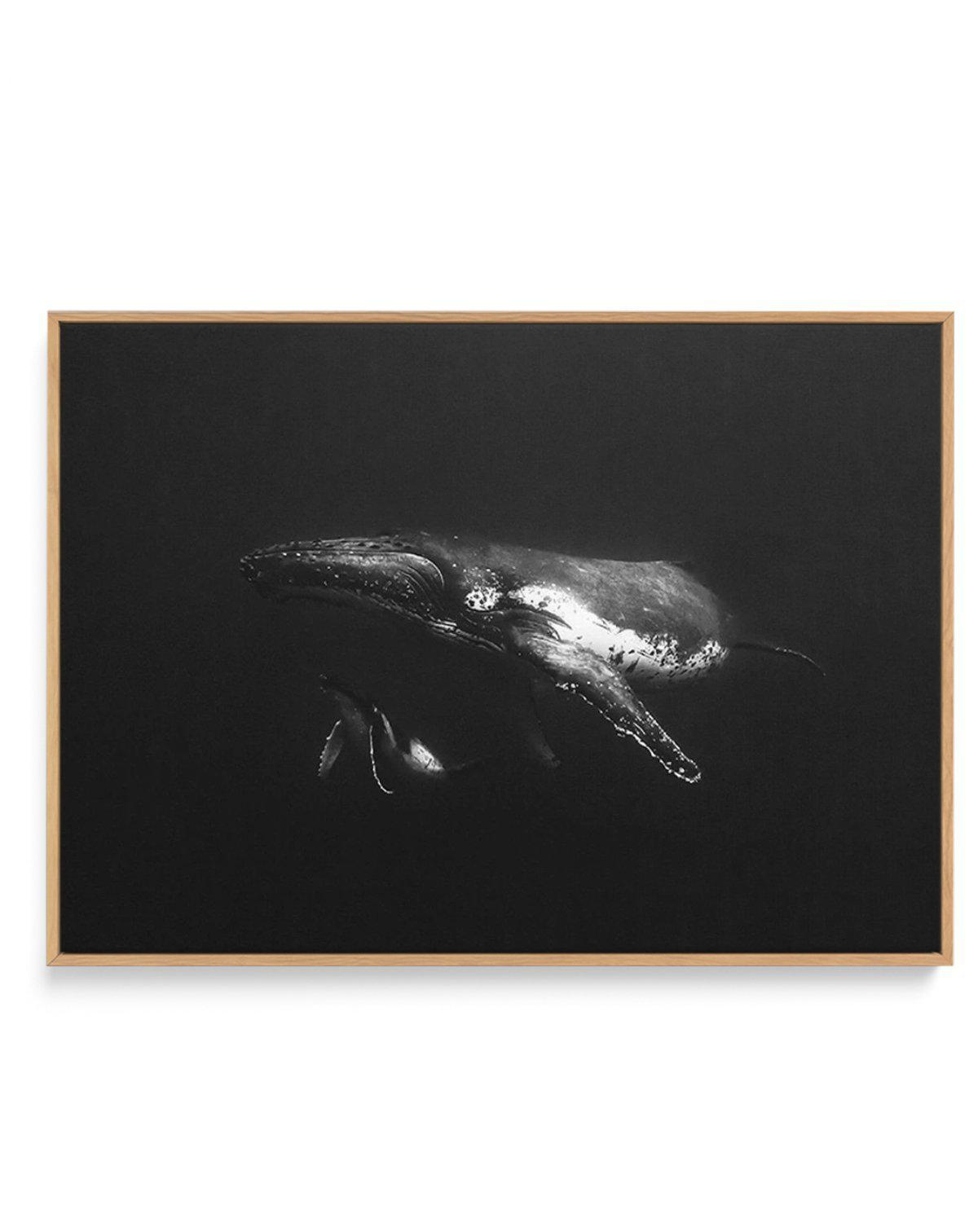 Humpback Whales II | Framed Canvas-CANVAS-You can shop wall art online with Olive et Oriel for everything from abstract art to fun kids wall art. Our beautiful modern art prints and canvas art are available from large canvas prints to wall art paintings and our proudly Australian artwork collection offers only the highest quality framed large wall art and canvas art Australia - You can buy fashion photography prints or Hampton print posters and paintings on canvas from Olive et Oriel and have th