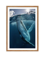 Humpback Whales III Art Print-PRINT-Olive et Oriel-Olive et Oriel-50x70 cm | 19.6" x 27.5"-Walnut-With White Border-Buy-Australian-Art-Prints-Online-with-Olive-et-Oriel-Your-Artwork-Specialists-Austrailia-Decorate-With-Coastal-Photo-Wall-Art-Prints-From-Our-Beach-House-Artwork-Collection-Fine-Poster-and-Framed-Artwork