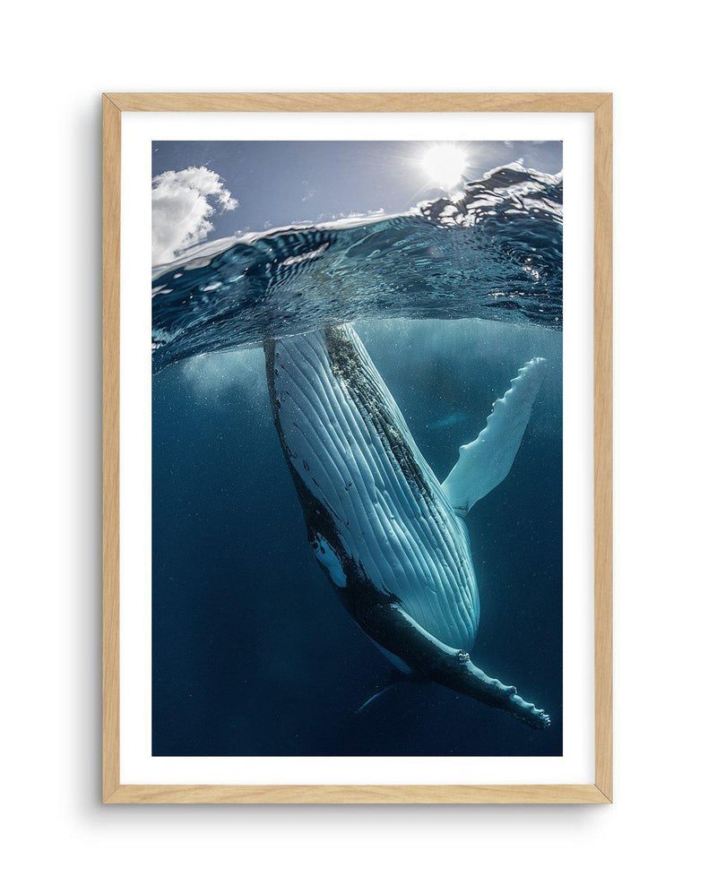 Humpback Whales III Art Print-PRINT-Olive et Oriel-Olive et Oriel-A5 | 5.8" x 8.3" | 14.8 x 21cm-Oak-With White Border-Buy-Australian-Art-Prints-Online-with-Olive-et-Oriel-Your-Artwork-Specialists-Austrailia-Decorate-With-Coastal-Photo-Wall-Art-Prints-From-Our-Beach-House-Artwork-Collection-Fine-Poster-and-Framed-Artwork