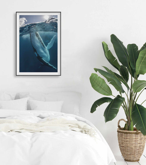 Humpback Whales III Art Print-PRINT-Olive et Oriel-Olive et Oriel-Buy-Australian-Art-Prints-Online-with-Olive-et-Oriel-Your-Artwork-Specialists-Austrailia-Decorate-With-Coastal-Photo-Wall-Art-Prints-From-Our-Beach-House-Artwork-Collection-Fine-Poster-and-Framed-Artwork