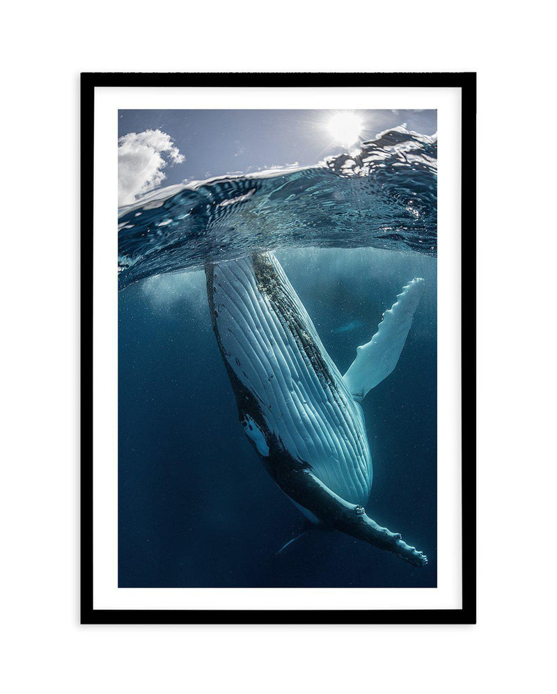 Humpback Whales III Art Print-PRINT-Olive et Oriel-Olive et Oriel-A5 | 5.8" x 8.3" | 14.8 x 21cm-Black-With White Border-Buy-Australian-Art-Prints-Online-with-Olive-et-Oriel-Your-Artwork-Specialists-Austrailia-Decorate-With-Coastal-Photo-Wall-Art-Prints-From-Our-Beach-House-Artwork-Collection-Fine-Poster-and-Framed-Artwork