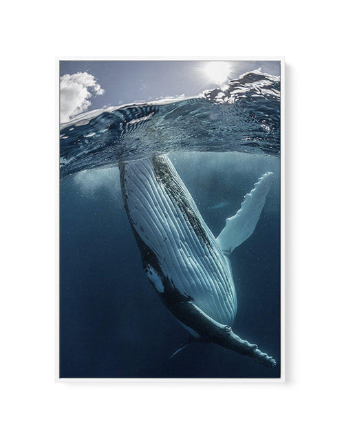 Humpback Whales III | Framed Canvas-CANVAS-You can shop wall art online with Olive et Oriel for everything from abstract art to fun kids wall art. Our beautiful modern art prints and canvas art are available from large canvas prints to wall art paintings and our proudly Australian artwork collection offers only the highest quality framed large wall art and canvas art Australia - You can buy fashion photography prints or Hampton print posters and paintings on canvas from Olive et Oriel and have t