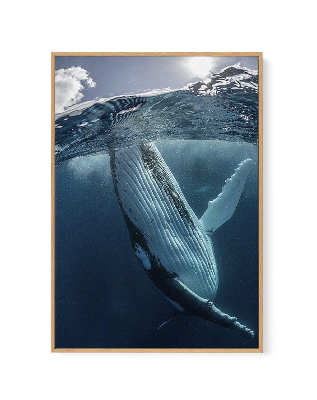 Humpback Whales III | Framed Canvas-CANVAS-You can shop wall art online with Olive et Oriel for everything from abstract art to fun kids wall art. Our beautiful modern art prints and canvas art are available from large canvas prints to wall art paintings and our proudly Australian artwork collection offers only the highest quality framed large wall art and canvas art Australia - You can buy fashion photography prints or Hampton print posters and paintings on canvas from Olive et Oriel and have t