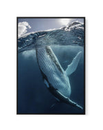 Humpback Whales III | Framed Canvas-CANVAS-You can shop wall art online with Olive et Oriel for everything from abstract art to fun kids wall art. Our beautiful modern art prints and canvas art are available from large canvas prints to wall art paintings and our proudly Australian artwork collection offers only the highest quality framed large wall art and canvas art Australia - You can buy fashion photography prints or Hampton print posters and paintings on canvas from Olive et Oriel and have t
