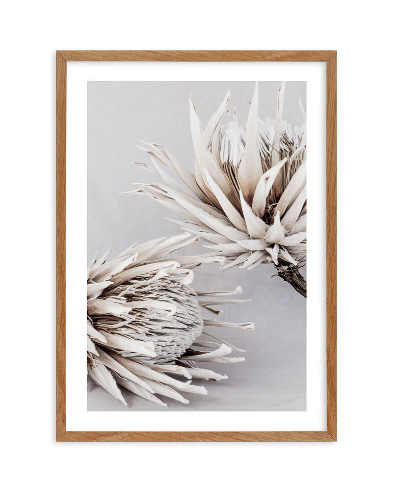 Iced Protea I Art Print-PRINT-Olive et Oriel-Olive et Oriel-50x70 cm | 19.6" x 27.5"-Walnut-With White Border-Buy-Australian-Art-Prints-Online-with-Olive-et-Oriel-Your-Artwork-Specialists-Austrailia-Decorate-With-Coastal-Photo-Wall-Art-Prints-From-Our-Beach-House-Artwork-Collection-Fine-Poster-and-Framed-Artwork