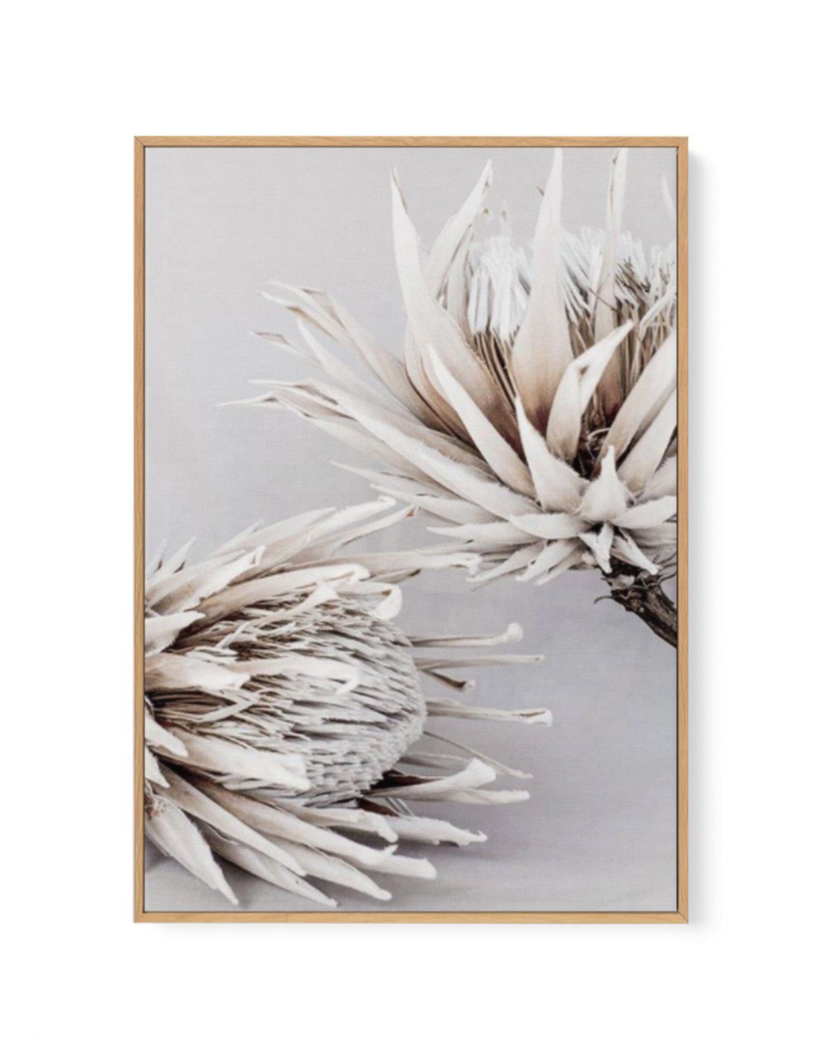 Iced Protea I | Framed Canvas-CANVAS-You can shop wall art online with Olive et Oriel for everything from abstract art to fun kids wall art. Our beautiful modern art prints and canvas art are available from large canvas prints to wall art paintings and our proudly Australian artwork collection offers only the highest quality framed large wall art and canvas art Australia - You can buy fashion photography prints or Hampton print posters and paintings on canvas from Olive et Oriel and have them de