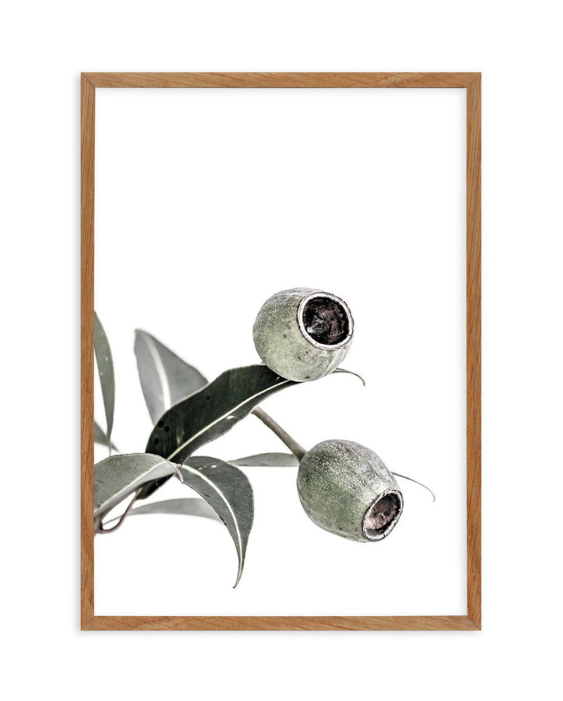 In The Gumtrees I Art Print-PRINT-Olive et Oriel-Olive et Oriel-50x70 cm | 19.6" x 27.5"-Walnut-With White Border-Buy-Australian-Art-Prints-Online-with-Olive-et-Oriel-Your-Artwork-Specialists-Austrailia-Decorate-With-Coastal-Photo-Wall-Art-Prints-From-Our-Beach-House-Artwork-Collection-Fine-Poster-and-Framed-Artwork