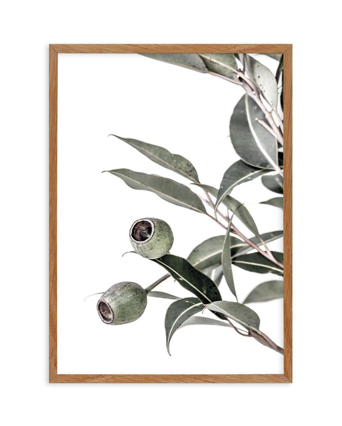 In The Gumtrees II Art Print-PRINT-Olive et Oriel-Olive et Oriel-50x70 cm | 19.6" x 27.5"-Walnut-With White Border-Buy-Australian-Art-Prints-Online-with-Olive-et-Oriel-Your-Artwork-Specialists-Austrailia-Decorate-With-Coastal-Photo-Wall-Art-Prints-From-Our-Beach-House-Artwork-Collection-Fine-Poster-and-Framed-Artwork