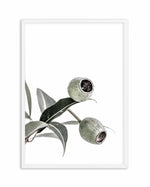 In The Gumtrees I Art Print-PRINT-Olive et Oriel-Olive et Oriel-A4 | 8.3" x 11.7" | 21 x 29.7cm-White-With White Border-Buy-Australian-Art-Prints-Online-with-Olive-et-Oriel-Your-Artwork-Specialists-Austrailia-Decorate-With-Coastal-Photo-Wall-Art-Prints-From-Our-Beach-House-Artwork-Collection-Fine-Poster-and-Framed-Artwork