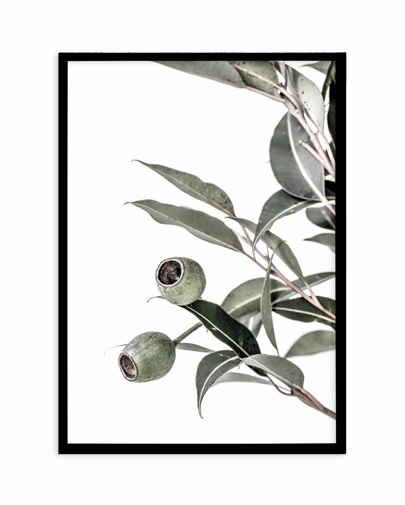 In The Gumtrees II Art Print-PRINT-Olive et Oriel-Olive et Oriel-A4 | 8.3" x 11.7" | 21 x 29.7cm-Black-With White Border-Buy-Australian-Art-Prints-Online-with-Olive-et-Oriel-Your-Artwork-Specialists-Austrailia-Decorate-With-Coastal-Photo-Wall-Art-Prints-From-Our-Beach-House-Artwork-Collection-Fine-Poster-and-Framed-Artwork