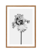 Iris en Noir Art Print-PRINT-Olive et Oriel-Olive et Oriel-50x70 cm | 19.6" x 27.5"-Walnut-With White Border-Buy-Australian-Art-Prints-Online-with-Olive-et-Oriel-Your-Artwork-Specialists-Austrailia-Decorate-With-Coastal-Photo-Wall-Art-Prints-From-Our-Beach-House-Artwork-Collection-Fine-Poster-and-Framed-Artwork
