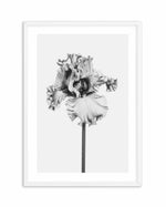 Iris en Noir Art Print-PRINT-Olive et Oriel-Olive et Oriel-A5 | 5.8" x 8.3" | 14.8 x 21cm-White-With White Border-Buy-Australian-Art-Prints-Online-with-Olive-et-Oriel-Your-Artwork-Specialists-Austrailia-Decorate-With-Coastal-Photo-Wall-Art-Prints-From-Our-Beach-House-Artwork-Collection-Fine-Poster-and-Framed-Artwork
