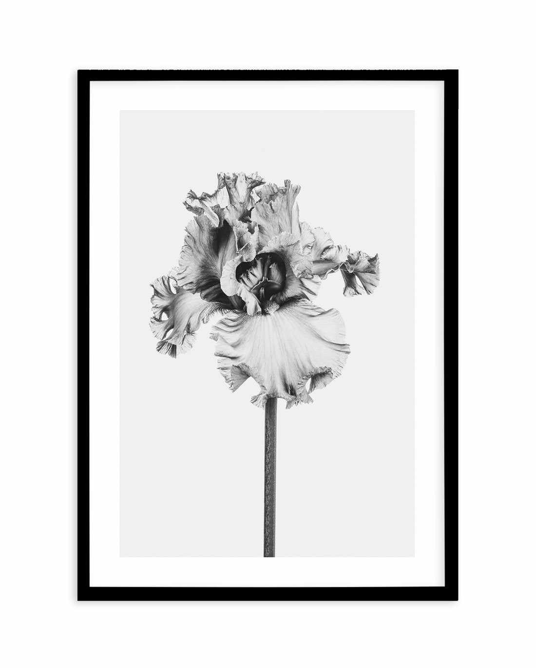 Iris en Noir Art Print-PRINT-Olive et Oriel-Olive et Oriel-A5 | 5.8" x 8.3" | 14.8 x 21cm-Black-With White Border-Buy-Australian-Art-Prints-Online-with-Olive-et-Oriel-Your-Artwork-Specialists-Austrailia-Decorate-With-Coastal-Photo-Wall-Art-Prints-From-Our-Beach-House-Artwork-Collection-Fine-Poster-and-Framed-Artwork