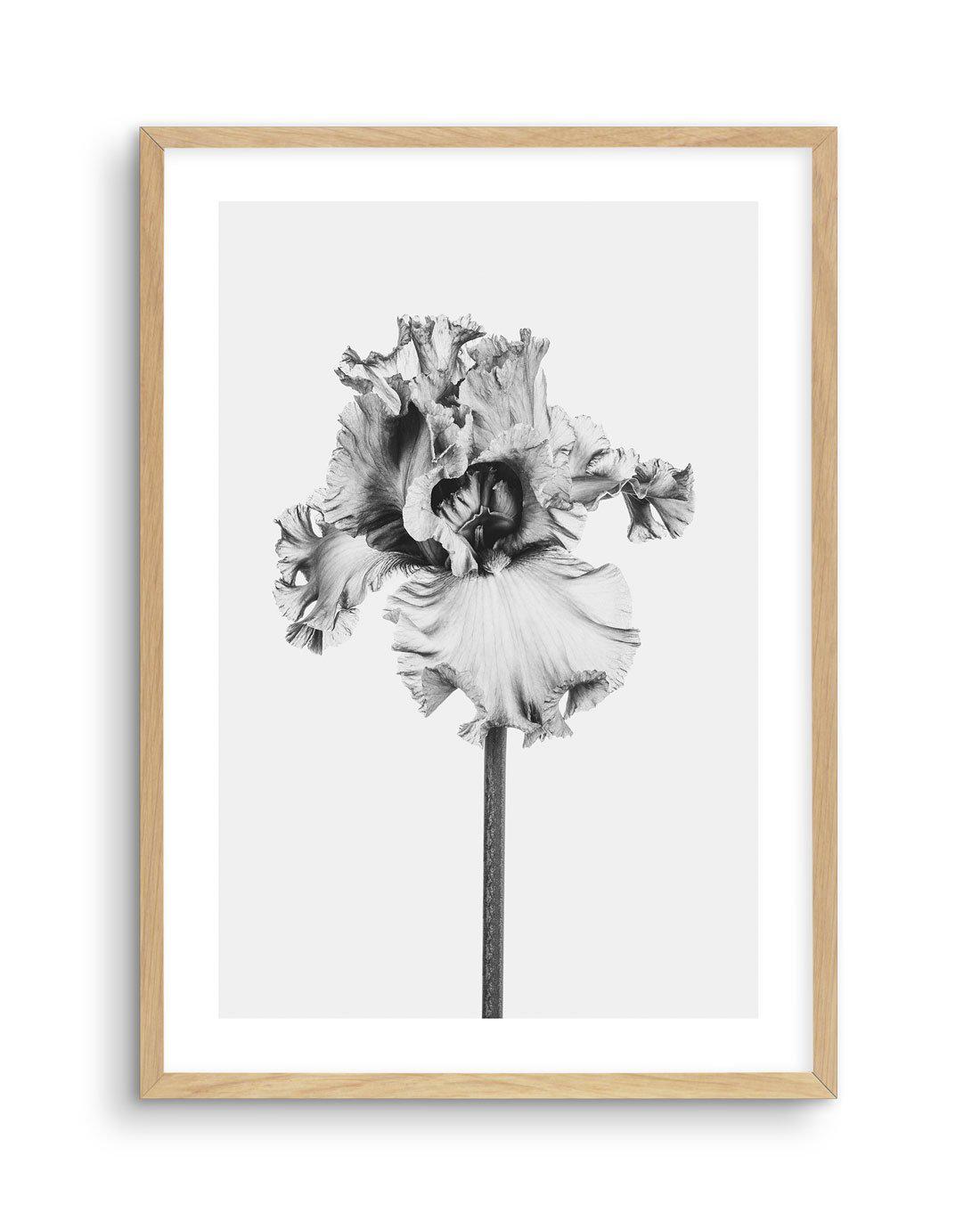 Iris en Noir Art Print-PRINT-Olive et Oriel-Olive et Oriel-A5 | 5.8" x 8.3" | 14.8 x 21cm-Oak-With White Border-Buy-Australian-Art-Prints-Online-with-Olive-et-Oriel-Your-Artwork-Specialists-Austrailia-Decorate-With-Coastal-Photo-Wall-Art-Prints-From-Our-Beach-House-Artwork-Collection-Fine-Poster-and-Framed-Artwork