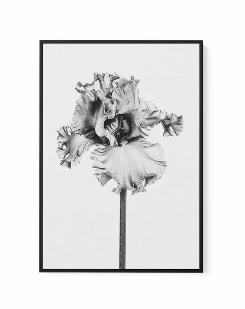 Iris en Noir | Framed Canvas-CANVAS-You can shop wall art online with Olive et Oriel for everything from abstract art to fun kids wall art. Our beautiful modern art prints and canvas art are available from large canvas prints to wall art paintings and our proudly Australian artwork collection offers only the highest quality framed large wall art and canvas art Australia - You can buy fashion photography prints or Hampton print posters and paintings on canvas from Olive et Oriel and have them del