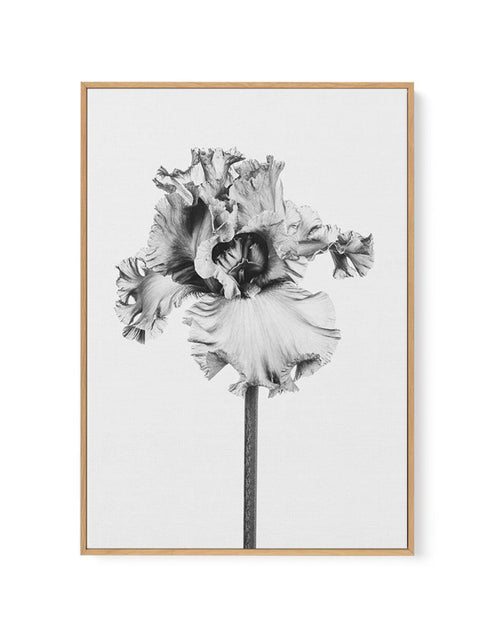 Iris en Noir | Framed Canvas-CANVAS-You can shop wall art online with Olive et Oriel for everything from abstract art to fun kids wall art. Our beautiful modern art prints and canvas art are available from large canvas prints to wall art paintings and our proudly Australian artwork collection offers only the highest quality framed large wall art and canvas art Australia - You can buy fashion photography prints or Hampton print posters and paintings on canvas from Olive et Oriel and have them del