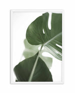 Island Luxe I | Monstera Art Print-PRINT-Olive et Oriel-Olive et Oriel-A4 | 8.3" x 11.7" | 21 x 29.7cm-White-With White Border-Buy-Australian-Art-Prints-Online-with-Olive-et-Oriel-Your-Artwork-Specialists-Austrailia-Decorate-With-Coastal-Photo-Wall-Art-Prints-From-Our-Beach-House-Artwork-Collection-Fine-Poster-and-Framed-Artwork
