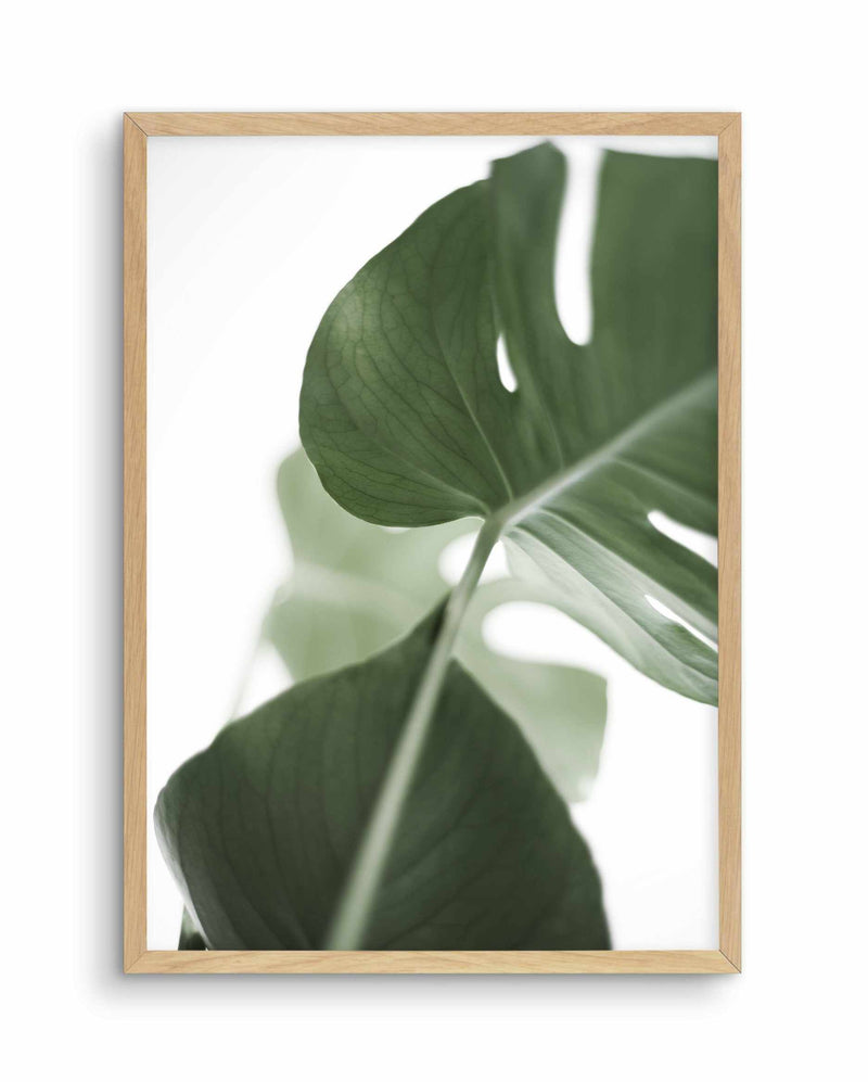 Island Luxe I | Monstera Art Print-PRINT-Olive et Oriel-Olive et Oriel-A4 | 8.3" x 11.7" | 21 x 29.7cm-Oak-With White Border-Buy-Australian-Art-Prints-Online-with-Olive-et-Oriel-Your-Artwork-Specialists-Austrailia-Decorate-With-Coastal-Photo-Wall-Art-Prints-From-Our-Beach-House-Artwork-Collection-Fine-Poster-and-Framed-Artwork