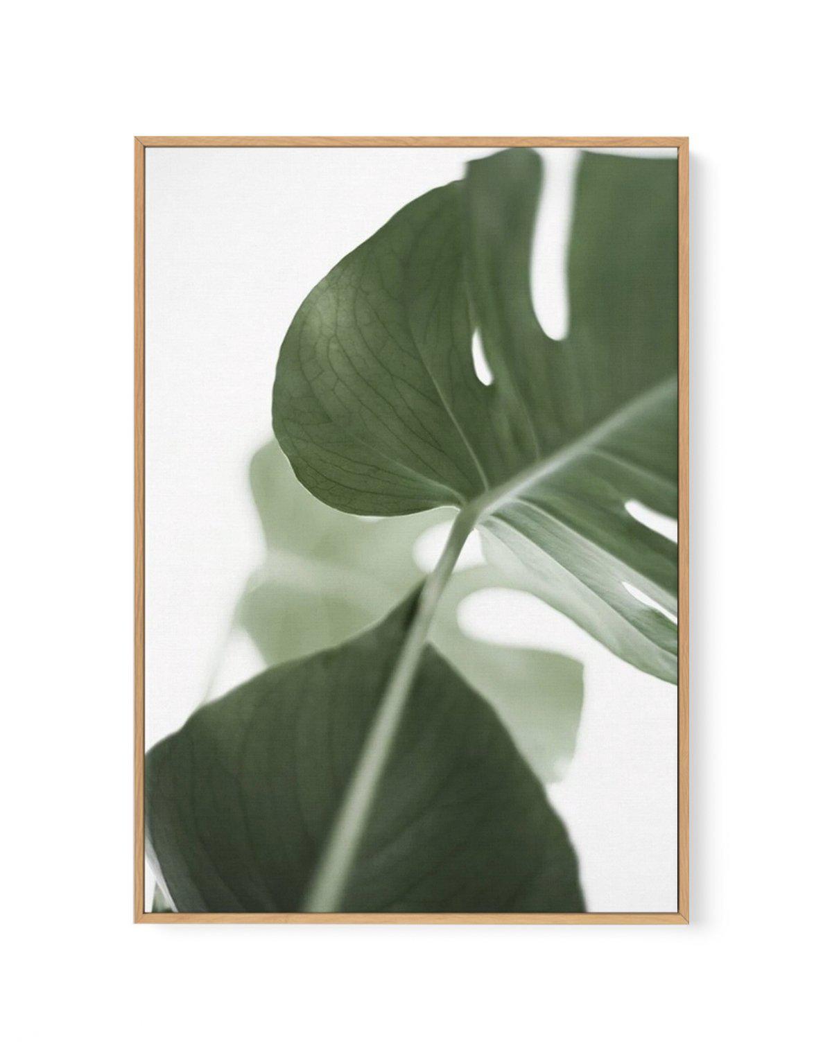 Island Luxe I | Monstera | Framed Canvas-CANVAS-You can shop wall art online with Olive et Oriel for everything from abstract art to fun kids wall art. Our beautiful modern art prints and canvas art are available from large canvas prints to wall art paintings and our proudly Australian artwork collection offers only the highest quality framed large wall art and canvas art Australia - You can buy fashion photography prints or Hampton print posters and paintings on canvas from Olive et Oriel and h