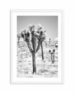 Joshua Tree II | B&W Art Print-PRINT-Olive et Oriel-Olive et Oriel-A4 | 8.3" x 11.7" | 21 x 29.7cm-White-With White Border-Buy-Australian-Art-Prints-Online-with-Olive-et-Oriel-Your-Artwork-Specialists-Austrailia-Decorate-With-Coastal-Photo-Wall-Art-Prints-From-Our-Beach-House-Artwork-Collection-Fine-Poster-and-Framed-Artwork