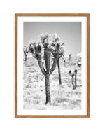 Joshua Tree II | B&W Art Print-PRINT-Olive et Oriel-Olive et Oriel-50x70 cm | 19.6" x 27.5"-Walnut-With White Border-Buy-Australian-Art-Prints-Online-with-Olive-et-Oriel-Your-Artwork-Specialists-Austrailia-Decorate-With-Coastal-Photo-Wall-Art-Prints-From-Our-Beach-House-Artwork-Collection-Fine-Poster-and-Framed-Artwork