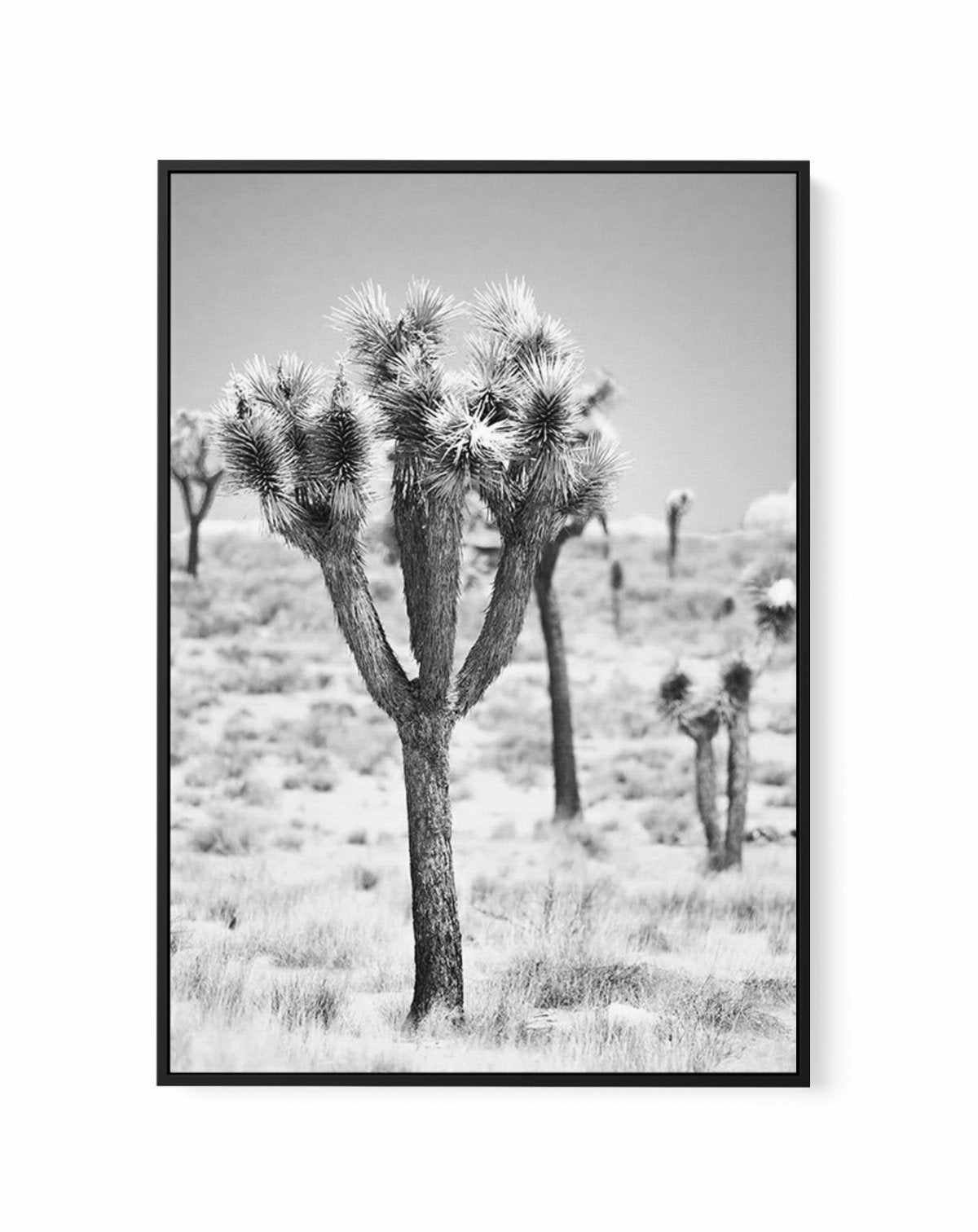 Joshua Tree II | B&W | Framed Canvas-CANVAS-You can shop wall art online with Olive et Oriel for everything from abstract art to fun kids wall art. Our beautiful modern art prints and canvas art are available from large canvas prints to wall art paintings and our proudly Australian artwork collection offers only the highest quality framed large wall art and canvas art Australia - You can buy fashion photography prints or Hampton print posters and paintings on canvas from Olive et Oriel and have 