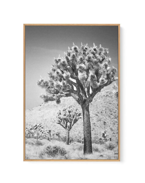 Joshua Tree III | B&W | Framed Canvas-CANVAS-You can shop wall art online with Olive et Oriel for everything from abstract art to fun kids wall art. Our beautiful modern art prints and canvas art are available from large canvas prints to wall art paintings and our proudly Australian artwork collection offers only the highest quality framed large wall art and canvas art Australia - You can buy fashion photography prints or Hampton print posters and paintings on canvas from Olive et Oriel and have