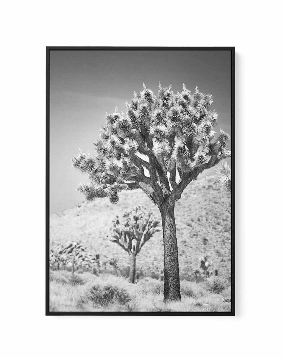 Joshua Tree III | B&W | Framed Canvas-CANVAS-You can shop wall art online with Olive et Oriel for everything from abstract art to fun kids wall art. Our beautiful modern art prints and canvas art are available from large canvas prints to wall art paintings and our proudly Australian artwork collection offers only the highest quality framed large wall art and canvas art Australia - You can buy fashion photography prints or Hampton print posters and paintings on canvas from Olive et Oriel and have