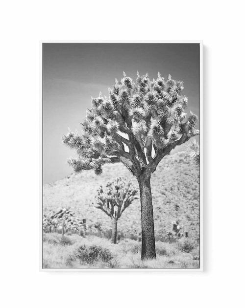 Joshua Tree III | B&W | Framed Canvas-CANVAS-You can shop wall art online with Olive et Oriel for everything from abstract art to fun kids wall art. Our beautiful modern art prints and canvas art are available from large canvas prints to wall art paintings and our proudly Australian artwork collection offers only the highest quality framed large wall art and canvas art Australia - You can buy fashion photography prints or Hampton print posters and paintings on canvas from Olive et Oriel and have