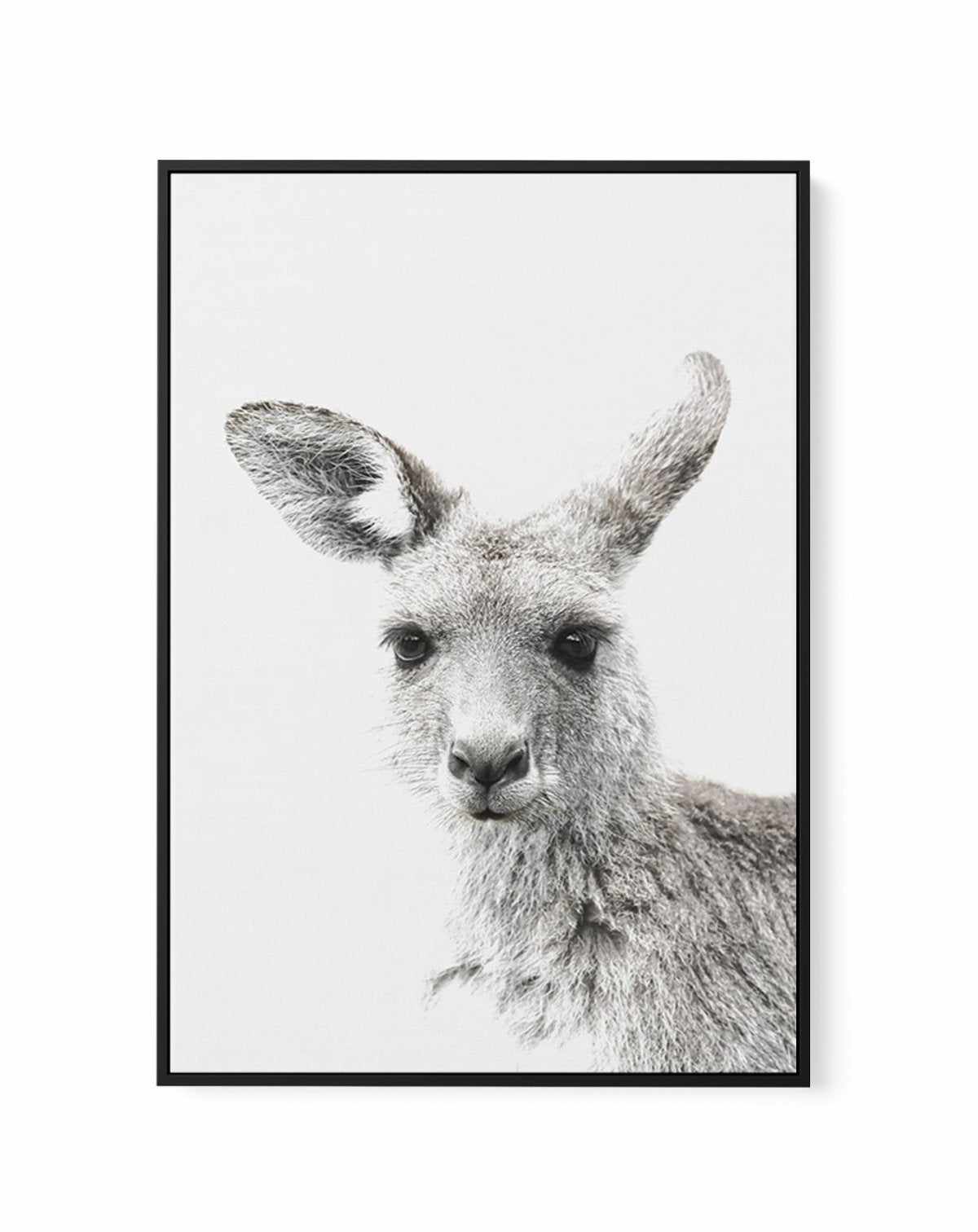 Kangaroo | Framed Canvas-CANVAS-You can shop wall art online with Olive et Oriel for everything from abstract art to fun kids wall art. Our beautiful modern art prints and canvas art are available from large canvas prints to wall art paintings and our proudly Australian artwork collection offers only the highest quality framed large wall art and canvas art Australia - You can buy fashion photography prints or Hampton print posters and paintings on canvas from Olive et Oriel and have them deliver